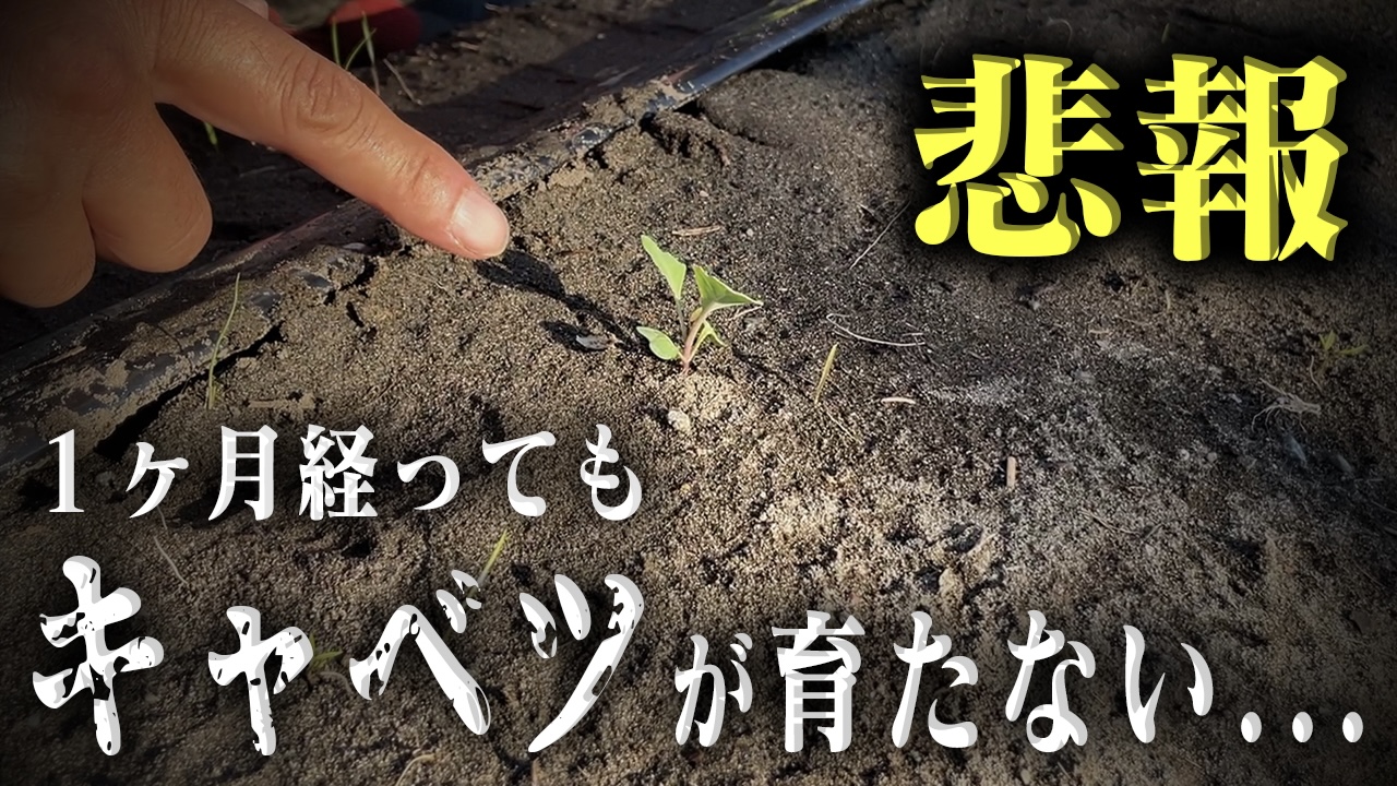 【悲報】キャベツだけ育たなくて困ってます…
