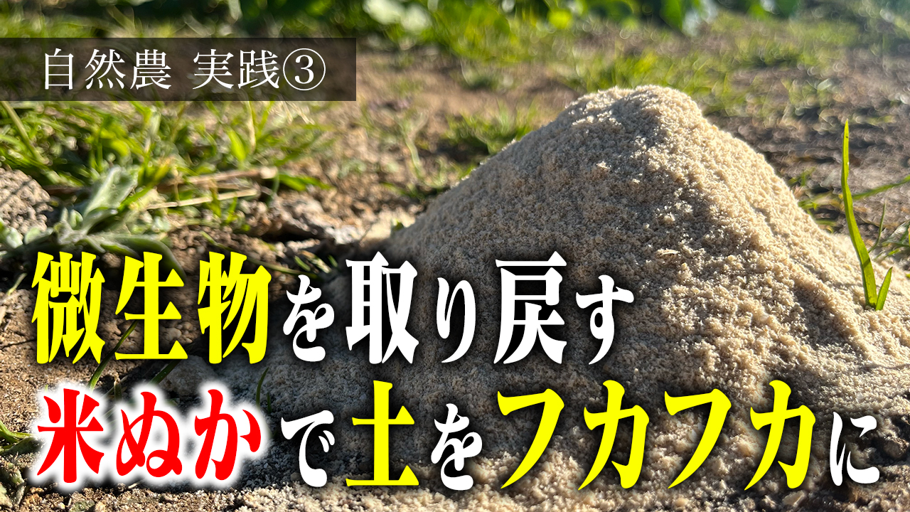 【自然農】土づくりで悩んだらこれ！米糠を使って畑を活性化させる方法