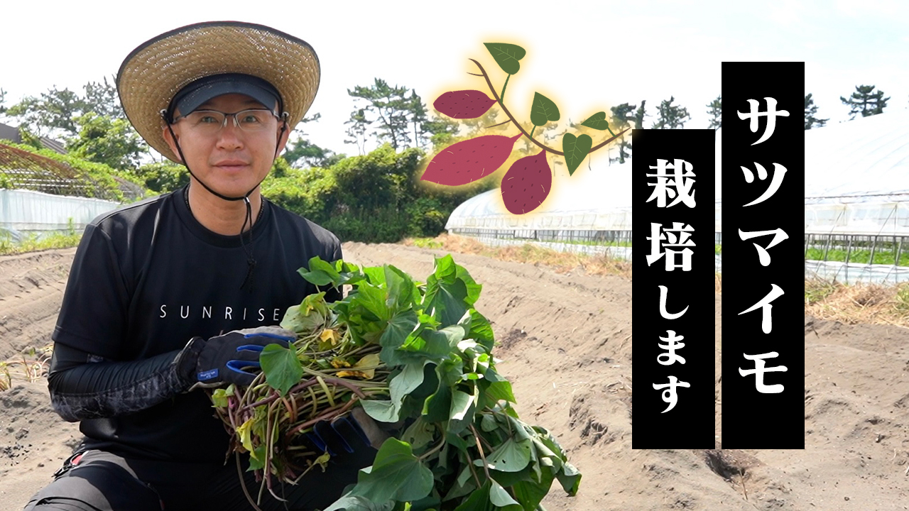 サツマイモの植え付けと水やり