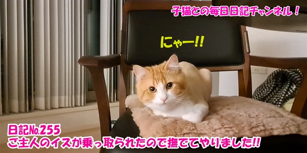 【ネコ】子猫との毎日日記チャンネル！～マロンくん～こねこ日記№255ご主人のイスが乗っ取られたので撫でてやりました！！