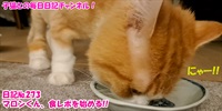 【ネコ】子猫との毎日日記チャンネル！～マロンくん～こねこ日記№273ま、食レポを始める！！