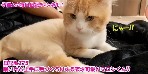 【ネコ】子猫との毎日日記チャンネル！～マロンくん～こねこ日記№275眠いけど上手に毛づくろいする天才可愛いマロンくん！！