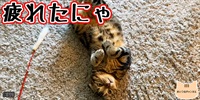 【ネコ】猫の癒しの日常 #320「疲れたにゃ」