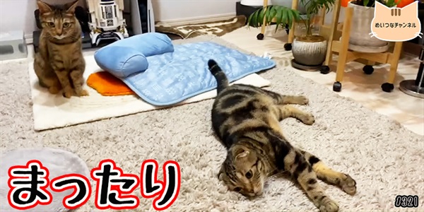 【ネコ】猫の癒しの日常 #321「まったり」