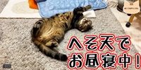 【ネコ】猫の癒しの日常 #322「へそ天でお昼寝中!」