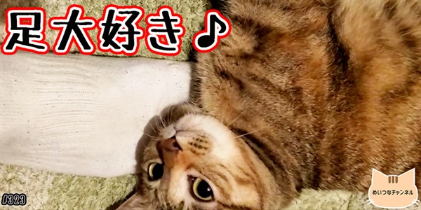 【ネコ】猫の癒しの日常 #323「足大好き♪」