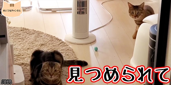 【ネコ】猫の癒しの日常 #324「見つめられて」