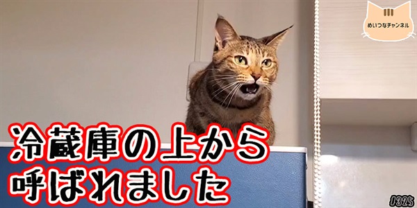 【ネコ】猫の癒しの日常 #325「冷蔵庫の上から呼ばれました」