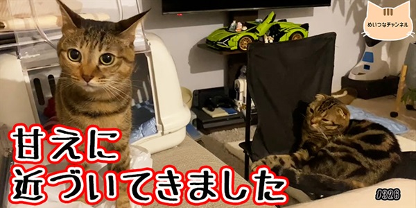 【ネコ】猫の癒しの日常 #326「甘えに近づいてきました」