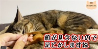 【ネコ】猫の癒しの日常 #328「顔が見えないので足どかしますね」