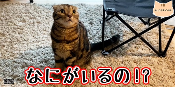【ネコ】猫の癒しの日常 #329「なにがいるの!?」