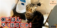 【ネコ】猫の癒しの日常 #330「朝ごはん早く出すにゃ!」