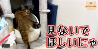 【ネコ】猫の癒しの日常 #331「見ないでほしいにゃ」