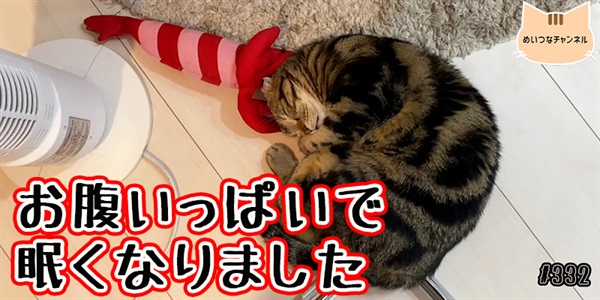 【ネコ】猫の癒しの日常 #332「お腹いっぱいで眠くなりました」
