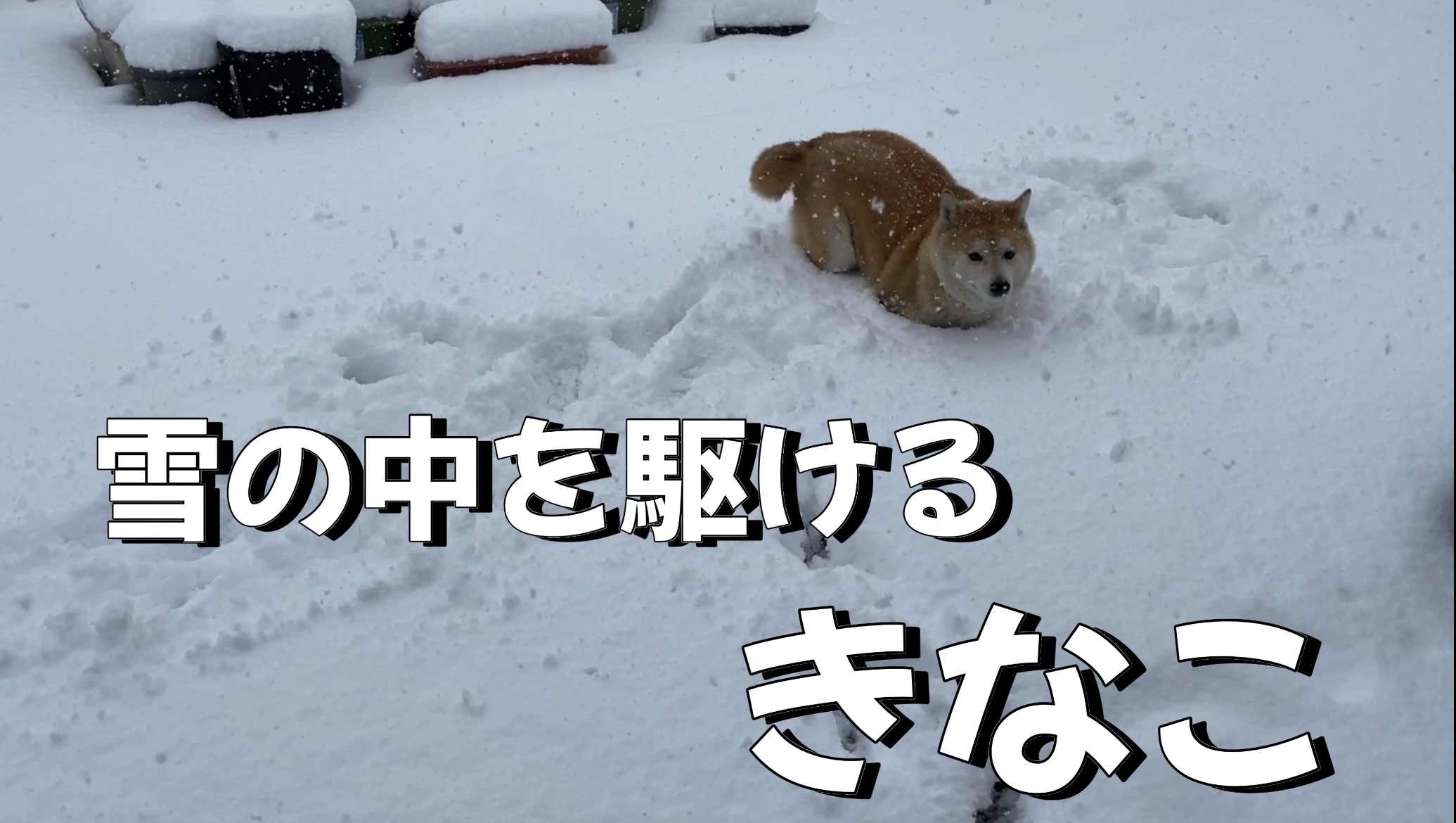 雪の中を駆けるきなこ