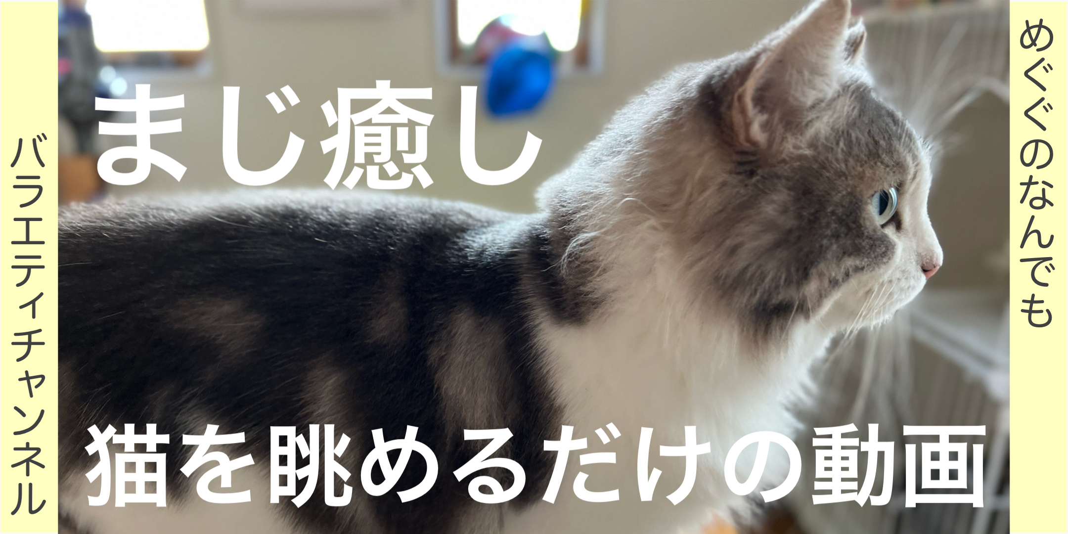 妹の家の猫を眺めるだけの癒し動画！