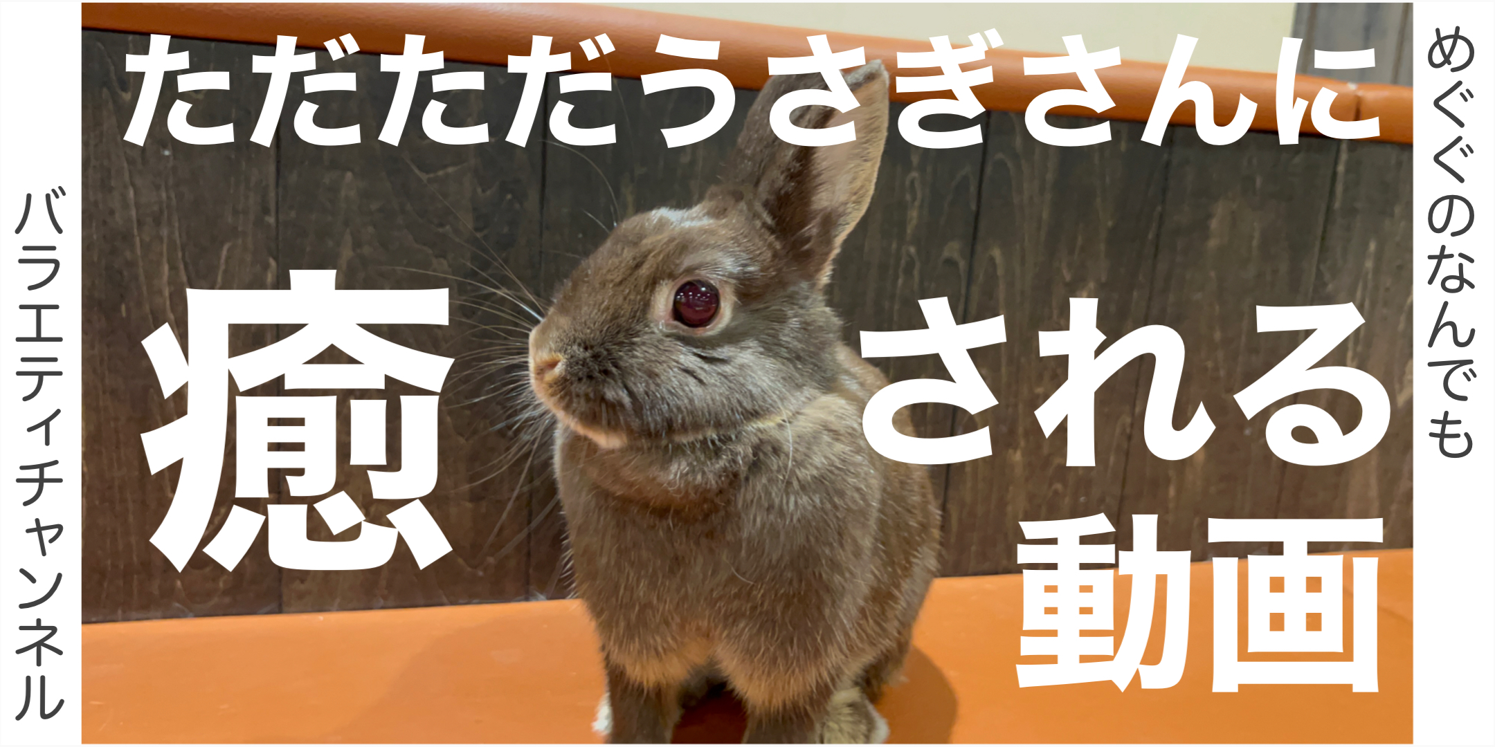 ただただうさぎさんに癒される動画！