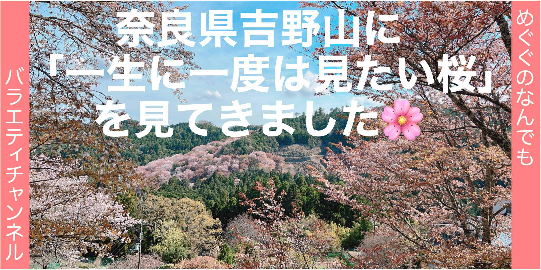 奈良県吉野山に一生に一度は見たい桜を見てきました！