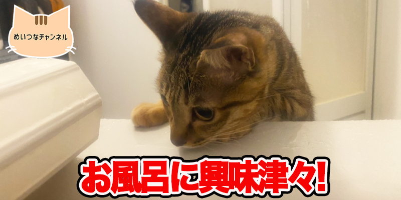 【子猫】お風呂に興味津々!