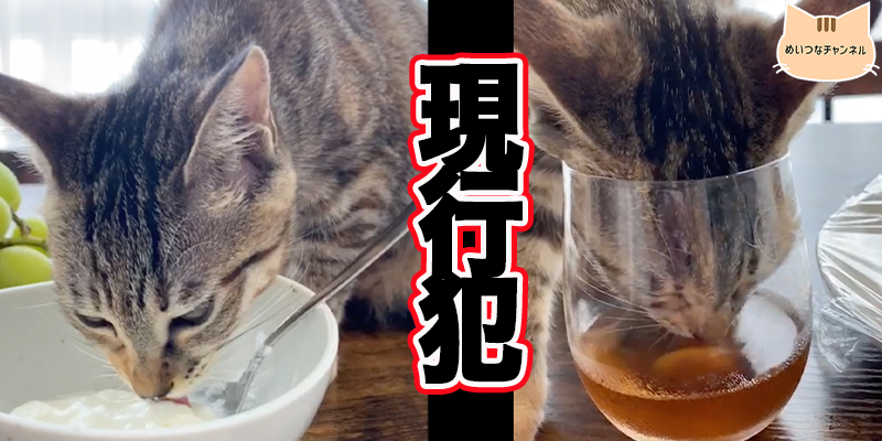 【子猫】現行犯!