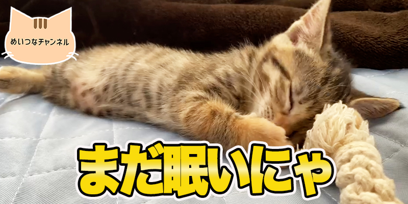 まだ眠いにゃ