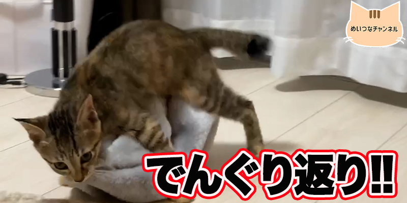 【子猫】猫の日常「でんぐり返り!」