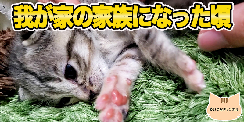 【子猫】猫の日常「我が家の家族になった頃」