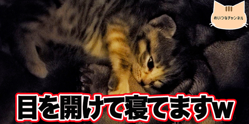 【子猫】猫の日常「目を開けて寝てます」