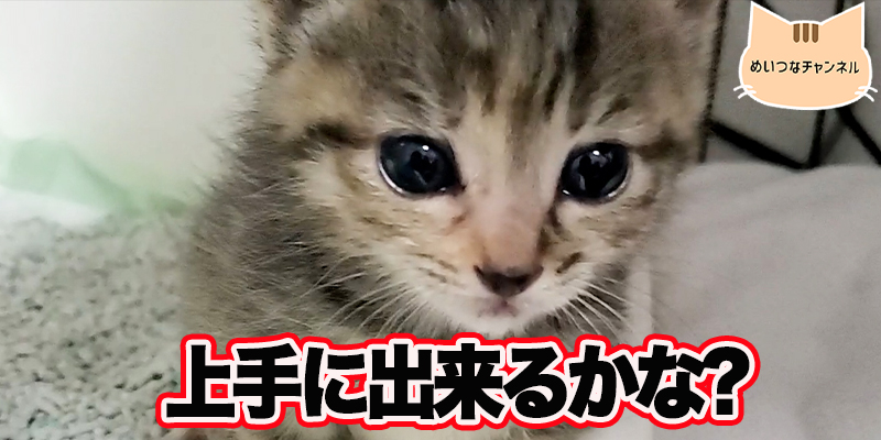 【子猫】猫の日常「上手に出来るかな?」