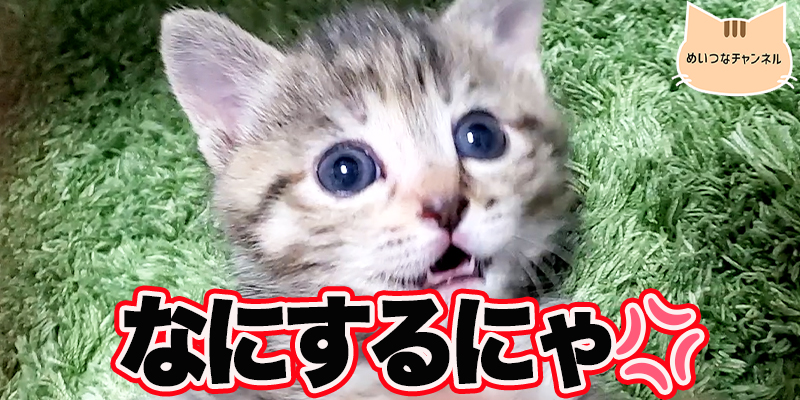 【子猫】猫の日常「なにするにゃ??」