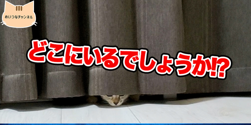 【子猫】猫の日常「どこにいるでしょうか!?」