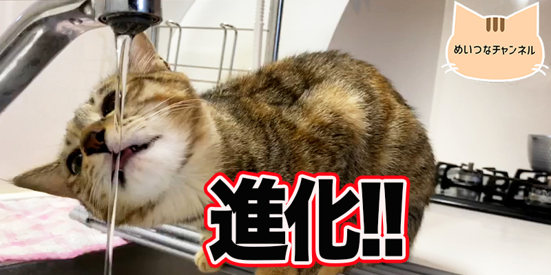 【子猫】猫の日常「進化!!」