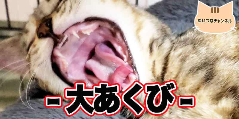 【子猫】猫の日常「大あくび」