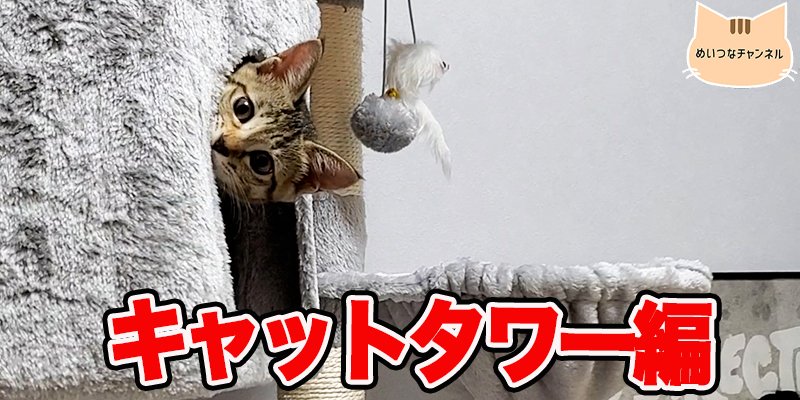 【子猫】猫の日常「キャットタワー編」