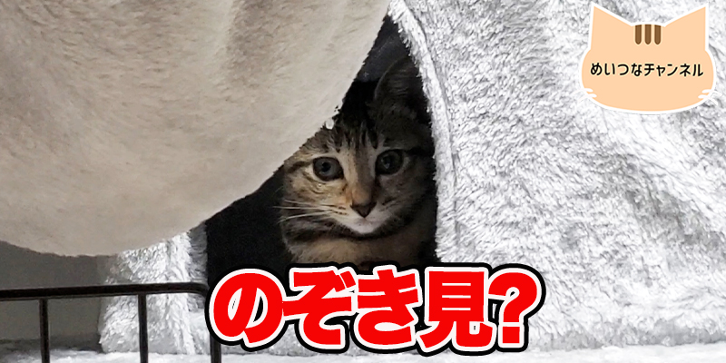 【子猫】猫の日常「のぞき見?」