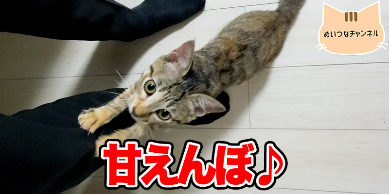【子猫】猫の日常「甘えんぼ♪」