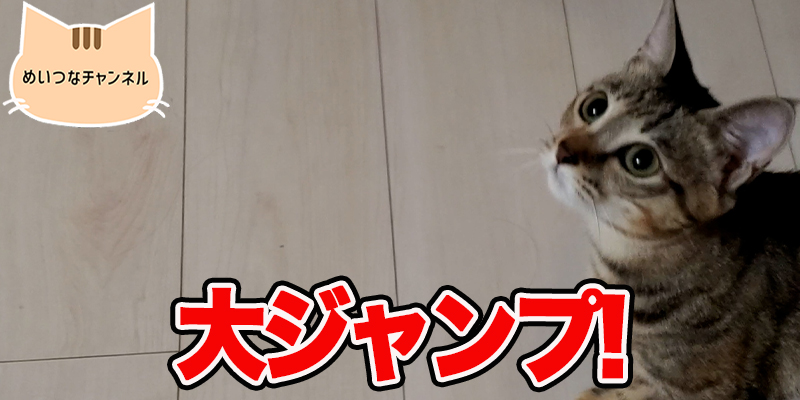 【子猫】猫の日常「大ジャンプ!」