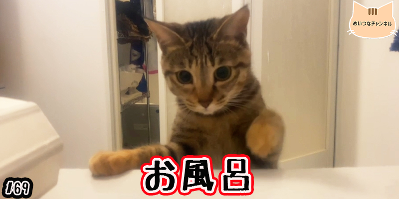 【子猫】猫の日常「狙いを定めて!!」