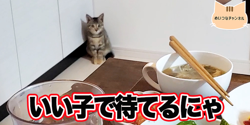 【子猫】猫の日常「いい子で待てるにゃ」