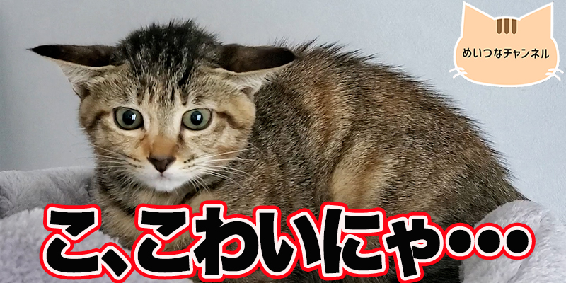 【子猫】猫の日常「こ、こわいにゃ・・・」