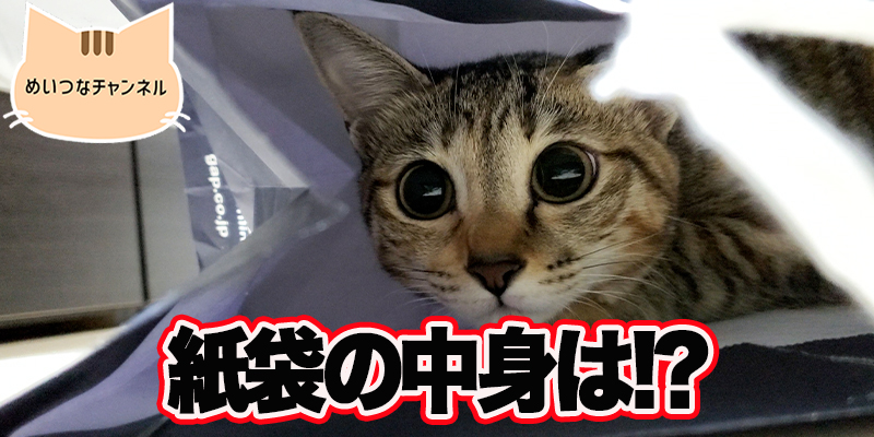 【子猫】猫の日常「紙袋の中身は!?」