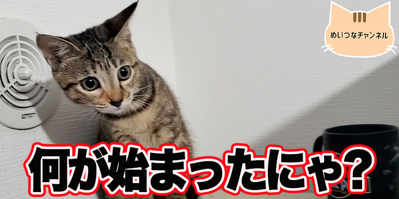 【子猫】猫の日常「何が始まったにゃ?」