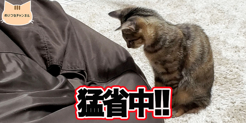 【子猫】猫の日常「猛省中!!」