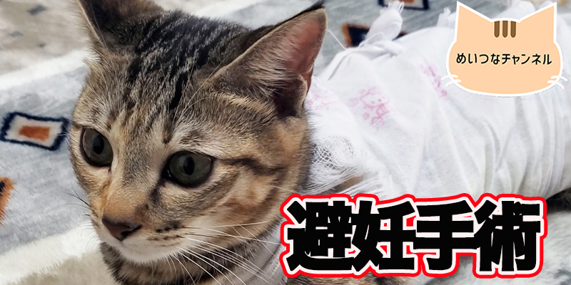 【子猫】猫の日常「避妊手術」