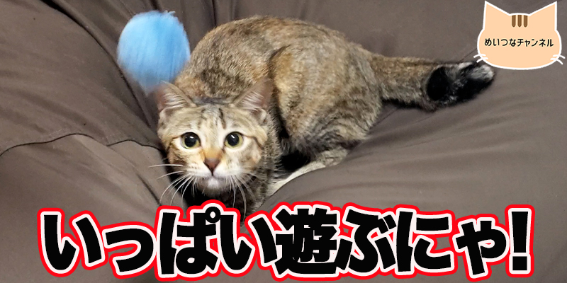 【子猫】猫の日常「いっぱい遊ぶにゃ!」