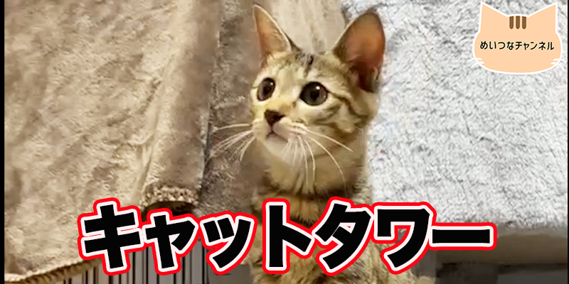 【子猫】猫の日常「キャットタワー」