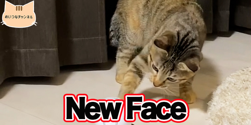 【子猫】猫の日常「New Face」