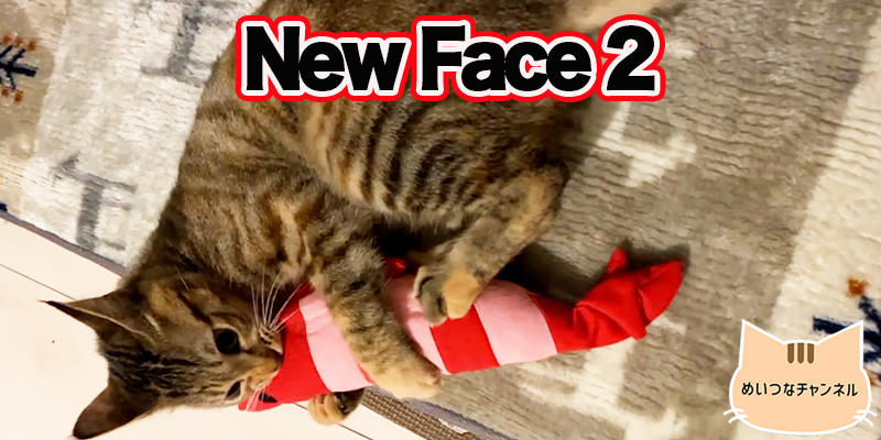 【子猫】猫の日常「New Face 2」