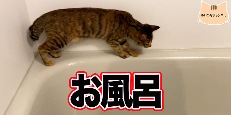 【子猫】猫の日常 #55「お風呂」