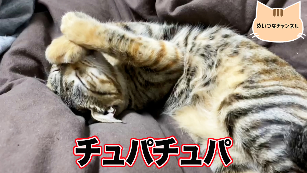 【子猫】猫の日常 #56「チュパチュパ」